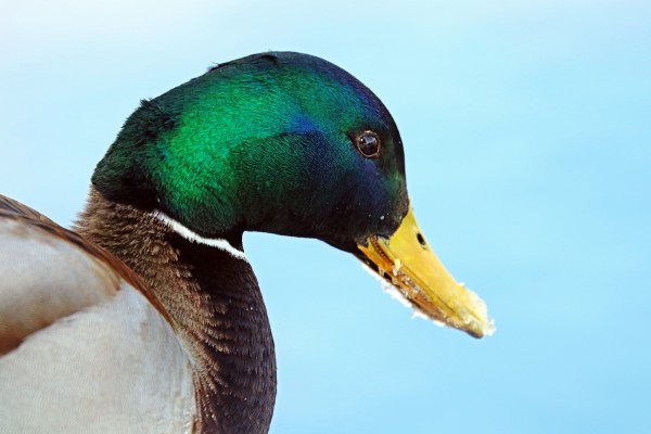 Drake Mallard Portrait II by Deb Oppermann